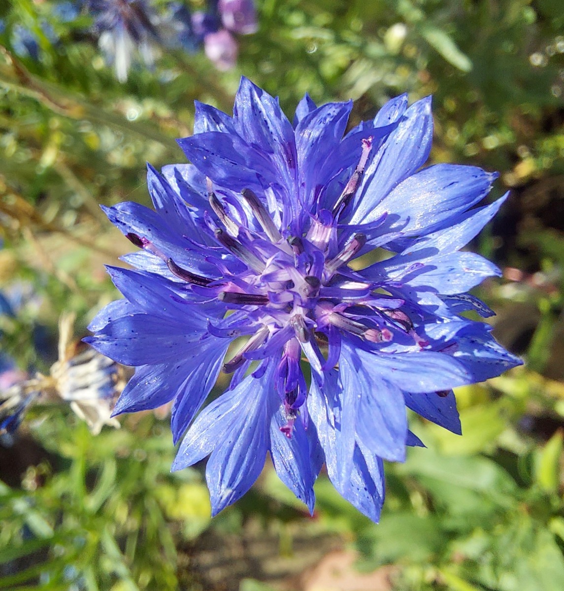 Spring blue - Colin Bailey
